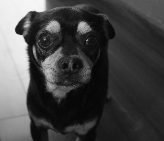 Pérdida de una mascota