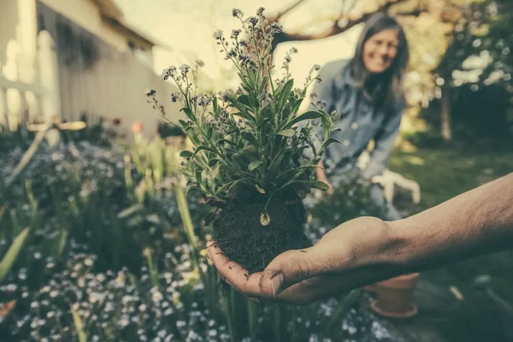 Beneficios de la jardinería para salud